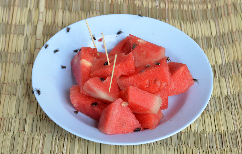 A white plate with sliced watermelon is placed on a woven mat. Several flies are on and around the watermelon pieces, with two toothpicks inserted in the slices.